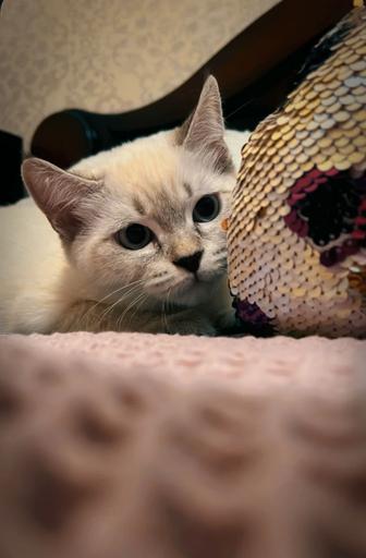 Котенок идеальный подарок