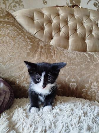 Отдам котят