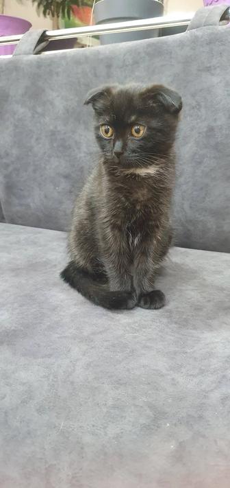 Продам котенка