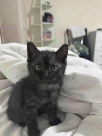 Котенок мальчик