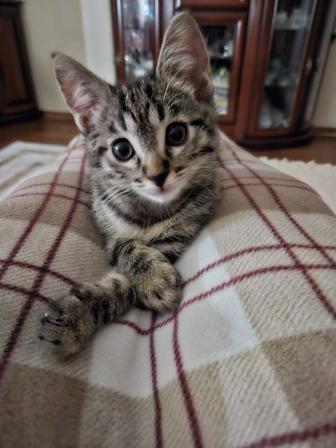 Отдам котенка в добрые руки