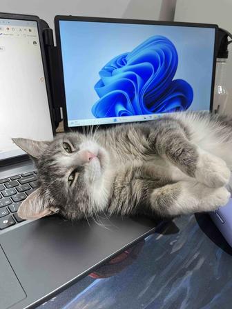 Кот Кекс ищет дом
