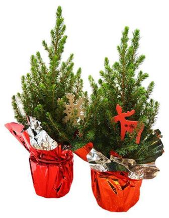 Продам саженцы ель голубая сосна елка кедр рябина липа дуб береза