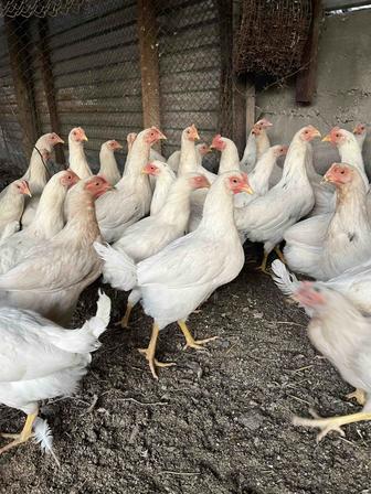 Продам курочек 5,5месяцев Коралл ник