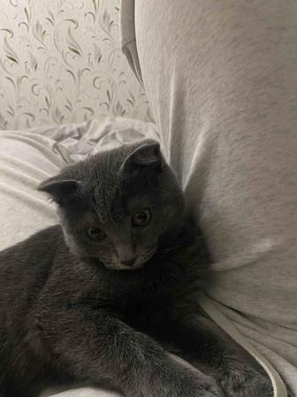 Отдаю кота