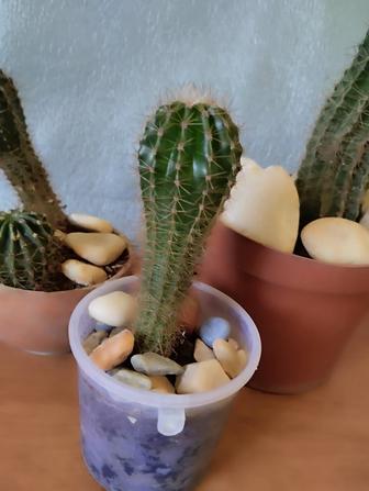 Кактусы разных размеров