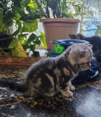 Шатландские котята