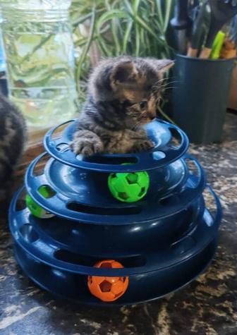 Шатландские котята