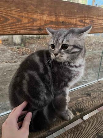 Котенок ишет дом