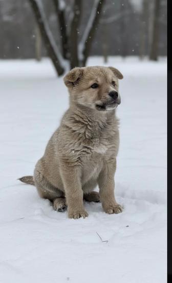 Продам щенка