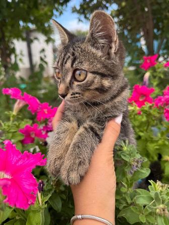 Котенок МЫШЕЛОВКА девочка