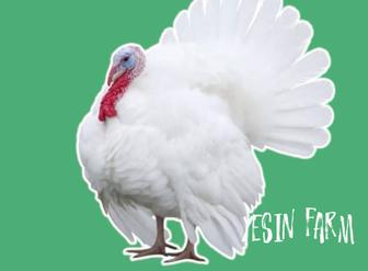 Хайбрид конвертер инкубационные яйца индюков, высокая выводимость