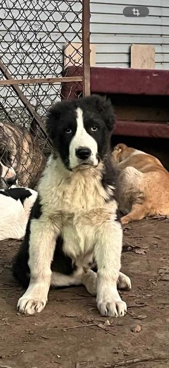 Продам щенка Алабай Тобет САО рассрочка