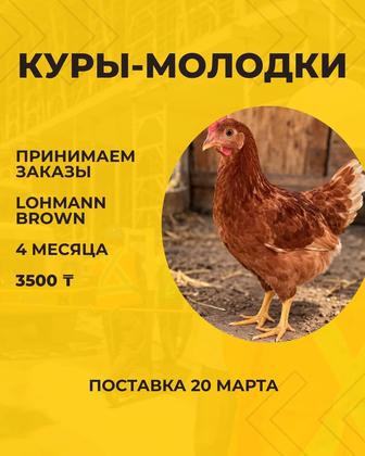 Куры несушки ЛоманБраун