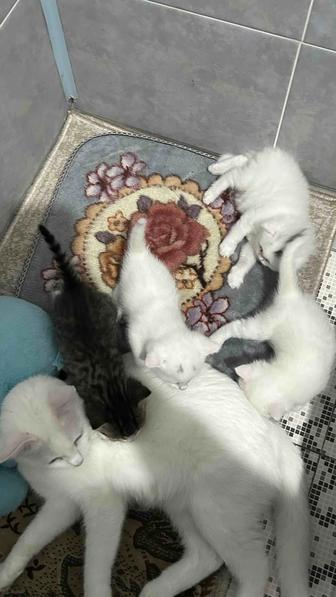 Котята