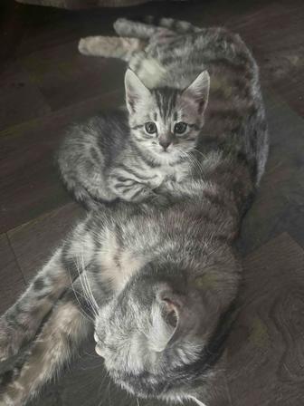 Животные кот