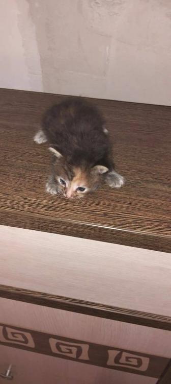 Котенки