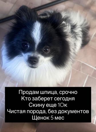 Продам щенка шпица