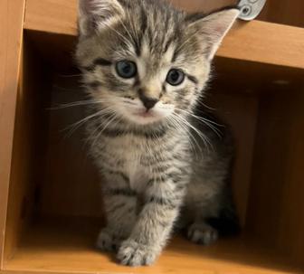 Котёнок, мальчик 
Очень игривый и ласковый