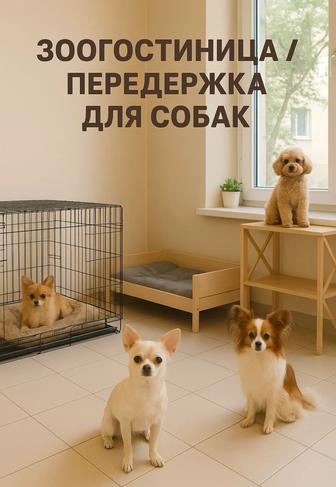 Передержка только для собак маленьких пород.