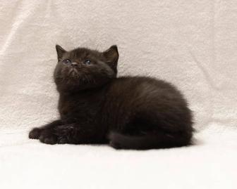 Британский чистокровный британский котенок