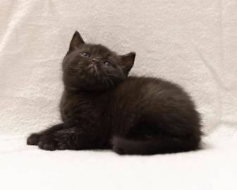 Британский чистокровный британский котенок