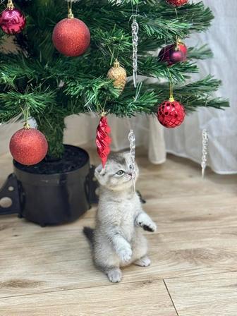 Шотландские вислоухие котята