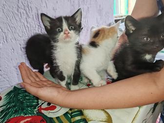 Отдам котенка