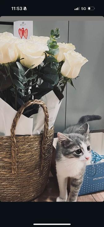 отдадим кота