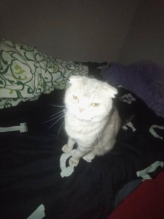Отдам кошку