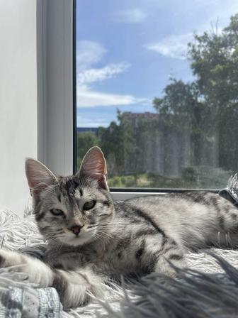 Отдам кошечку в добрые руки