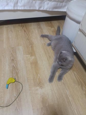 Зооняня передержка