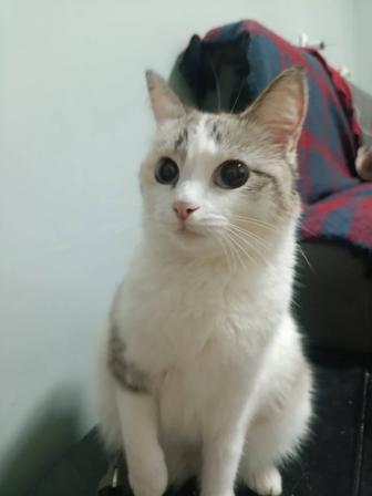 Зооняня передержка