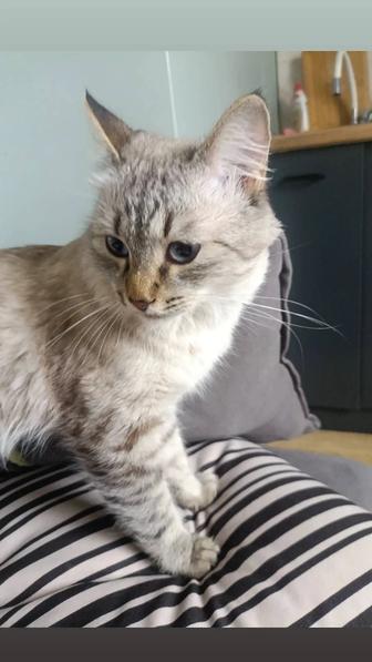 Зооняня передержка