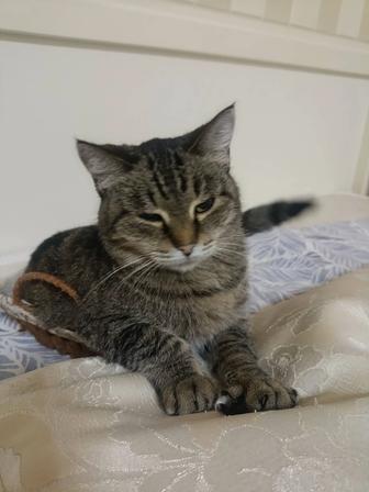 Зооняня передержка