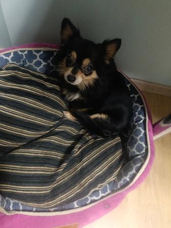 Зооняня передержка