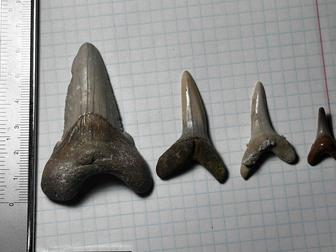 Редкая коллекция зубов акулы 4 окаменелостей