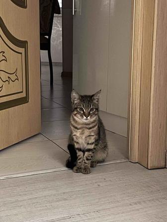 Отдам котенка бесплатно