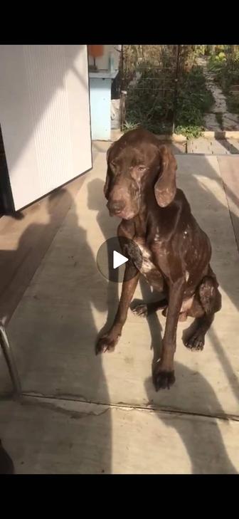 Найдена собака.