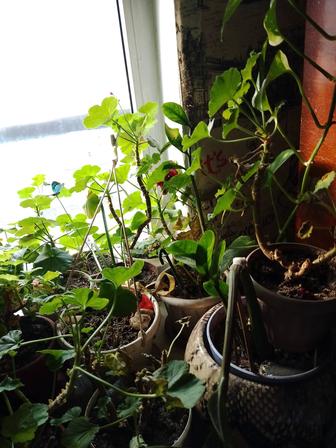 Пересадка домашних цветов,С меньшего в большой