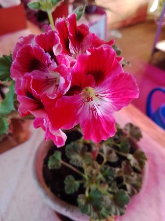 Пересадка домашних цветов,С меньшего в большой