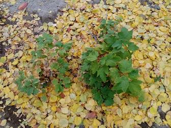 Кусты черной смородины души той, хризантемы, канны, вишня шпанка