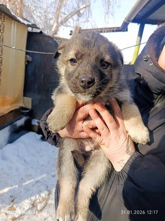 Щенки ищут дом.