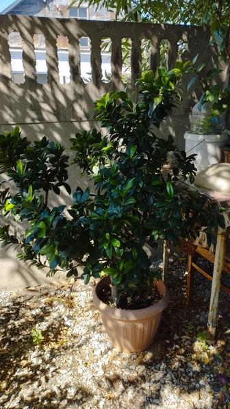 Цветы для офиса