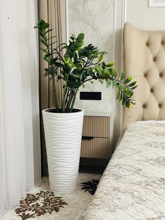 Комнатные растения замиокулькас