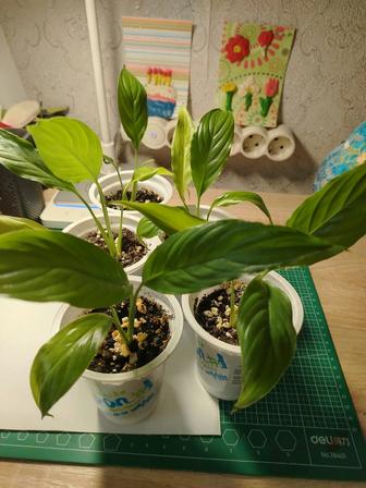 Детки спатифиллума (женское счастье)