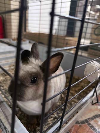 Отдам Кролика в дар