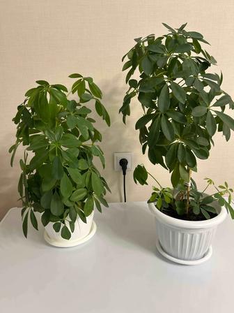 Продам цветы шеффлера