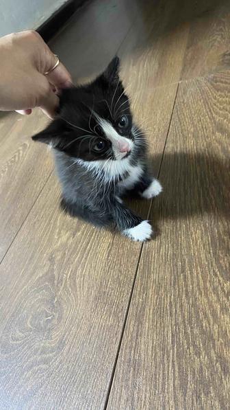 Котенок мальчик бесплатно