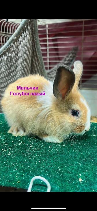 Крольчата декоративные